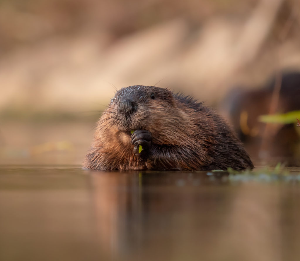 Un castor dans l'eau