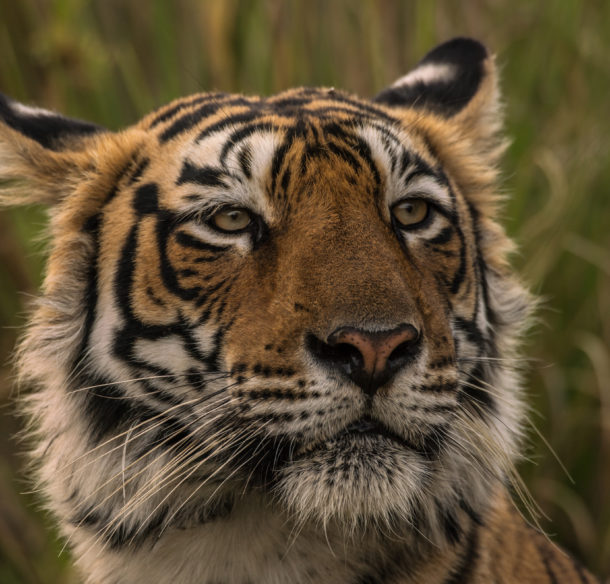 Bengal tiger (Panthera tigris tigris) in the Ranthambore National Park, India