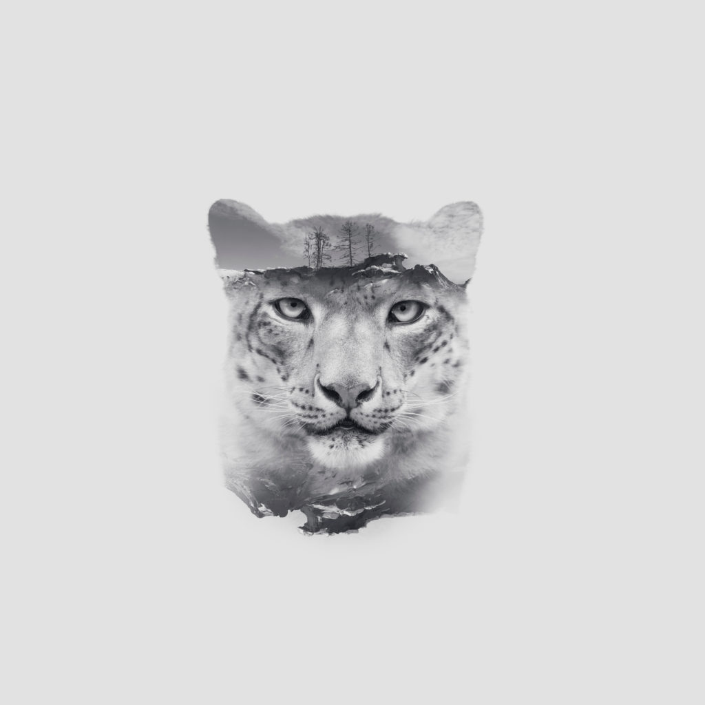 Snow Leopard Portrait double exposure © Olga_i