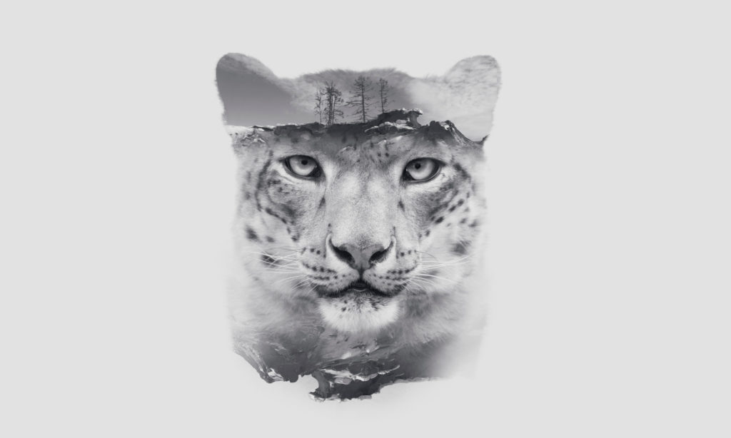 Snow Leopard Portrait double exposure © Olga_i