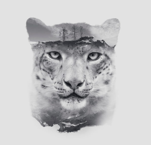 Snow Leopard Portrait double exposure © Olga_i