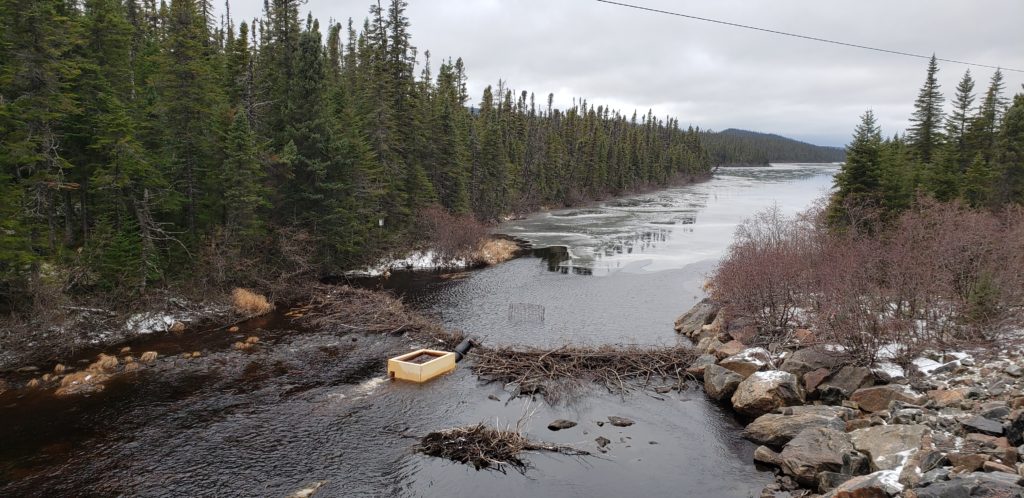 Passe à poissons dans un ruisseau, près d'un barrage de castor.