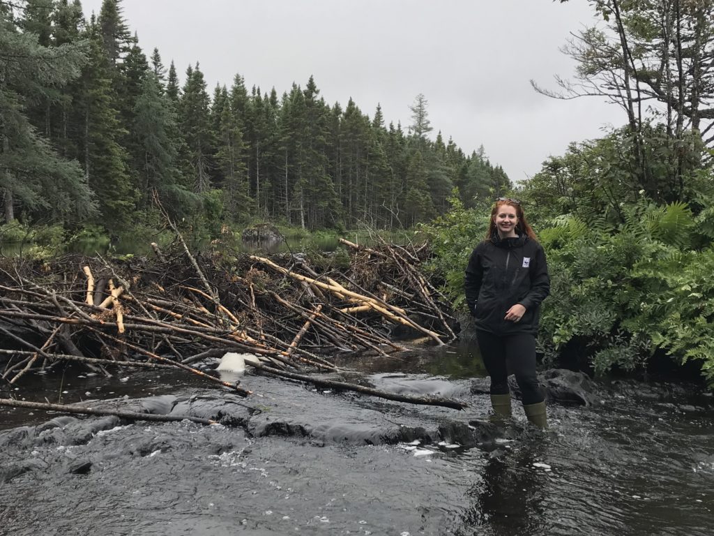 Une personne se tient devant un barrage de castor. 