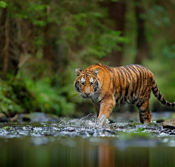 Tiger walking in the water