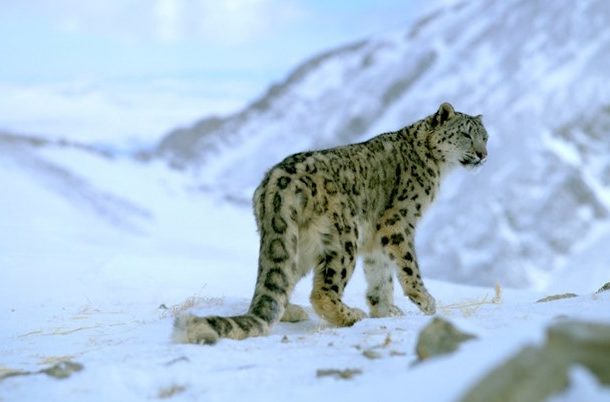 snow leopard