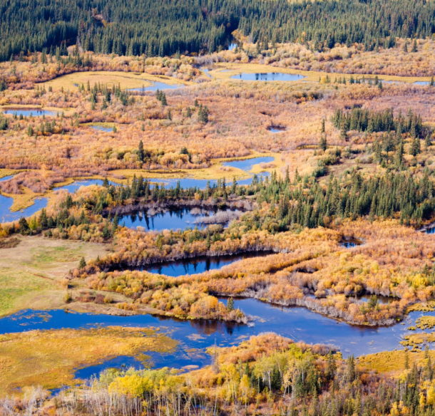 aerial view of wetlands