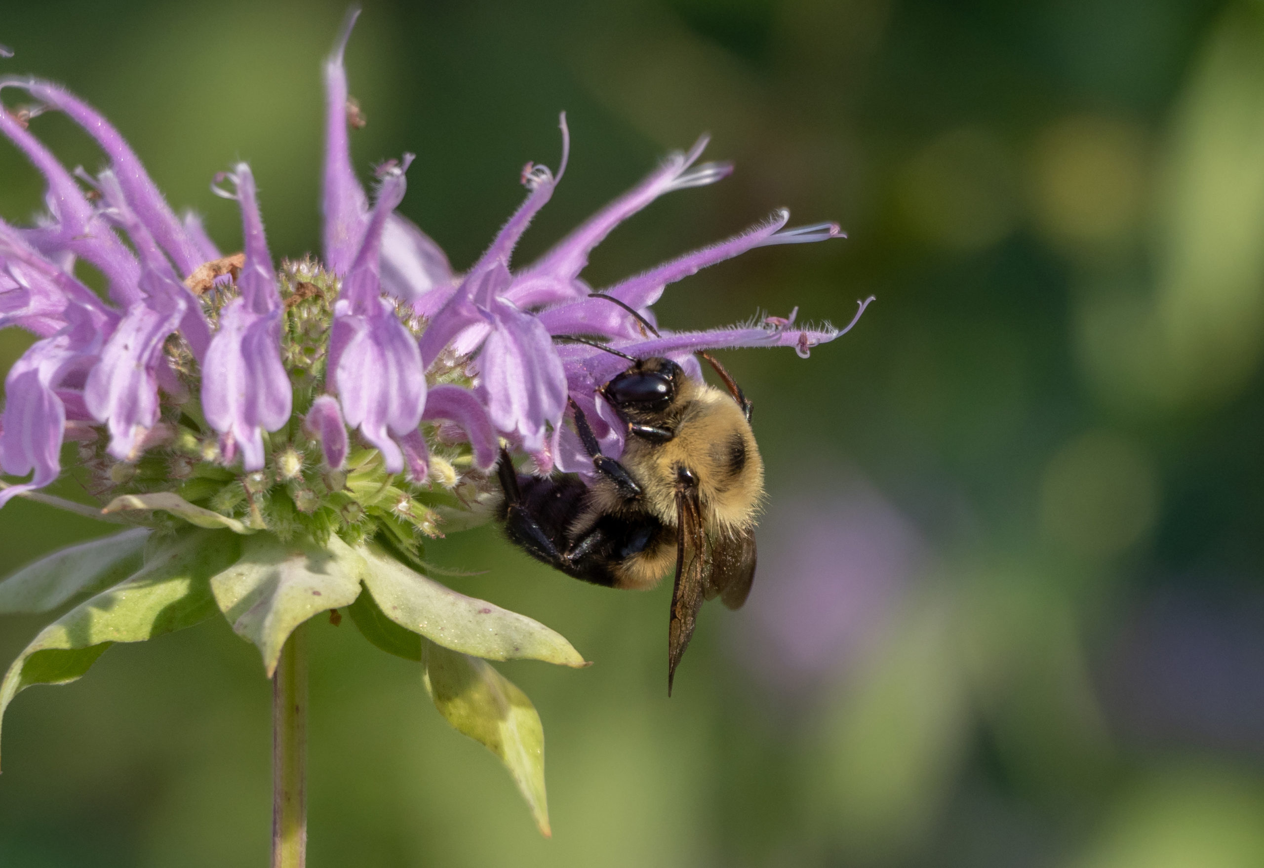 Bumblebee at the Evergreen Brickworks, Toronto 