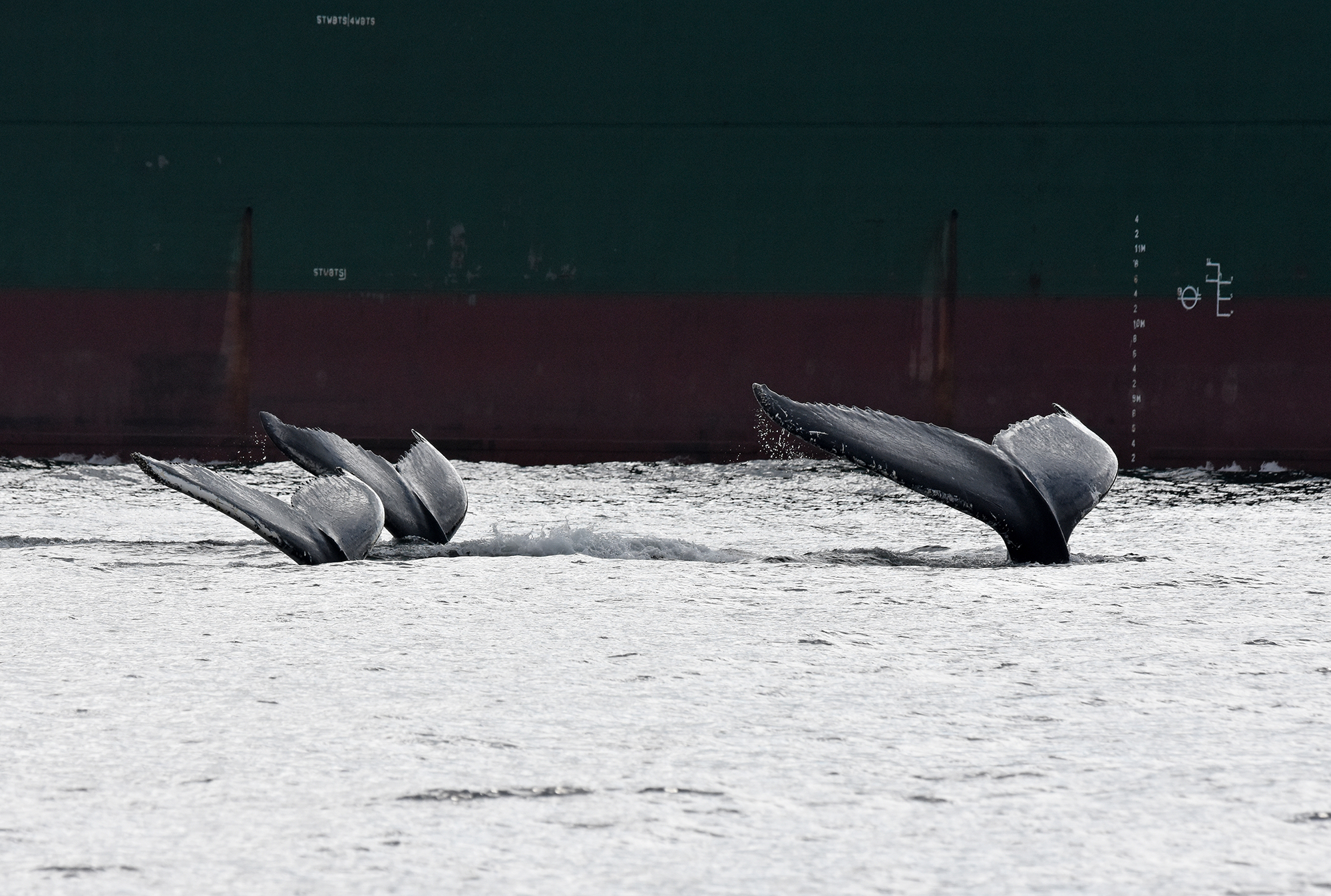 Trois baleines passant à côté d'un navire. © R. Pintiaux, ROMM