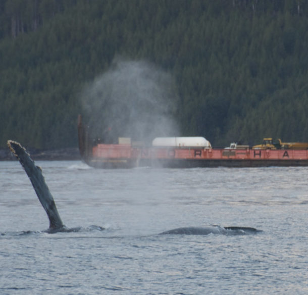 Humpback whale swims near a ship in British Columbia © WWF-Canada / Steph Morgan