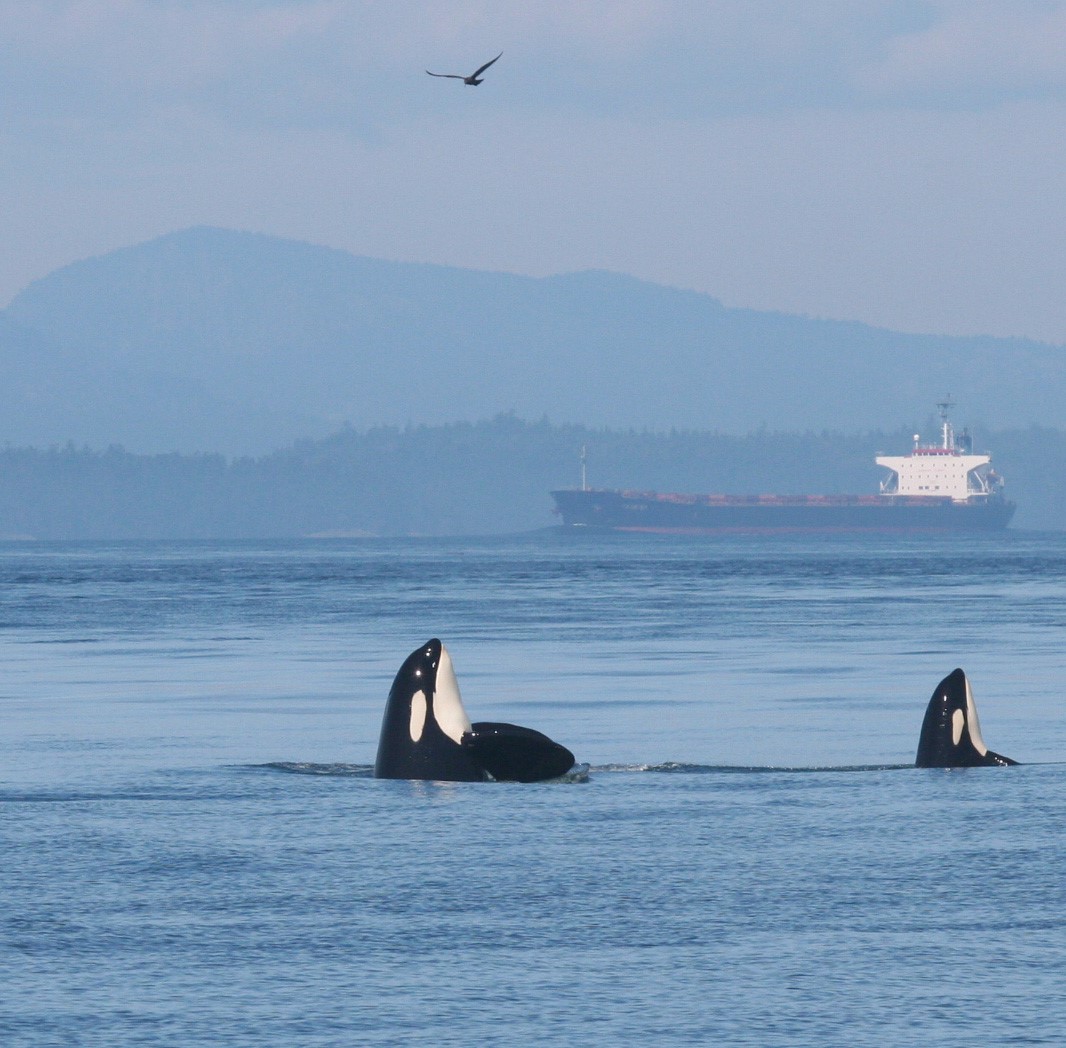 Southern Resident Killer Whale