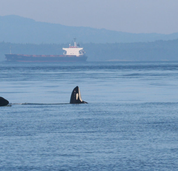 Southern Resident Killer Whale