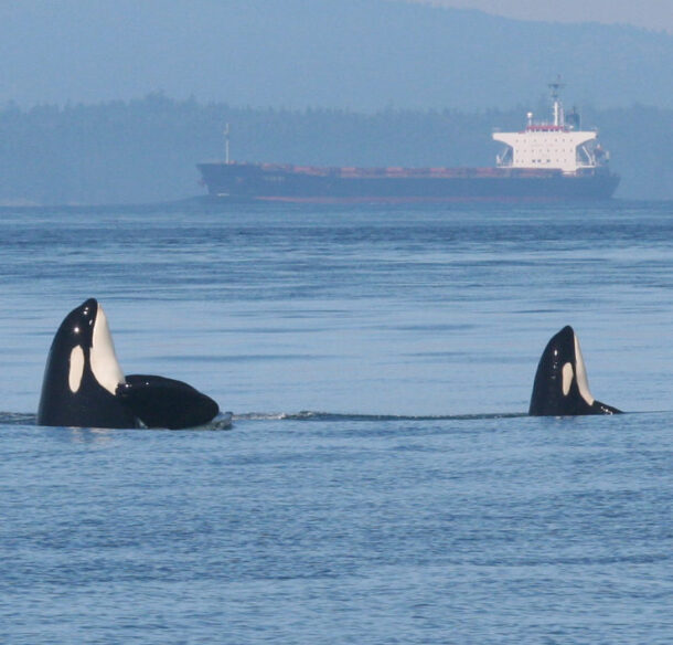 Southern Resident Killer Whale