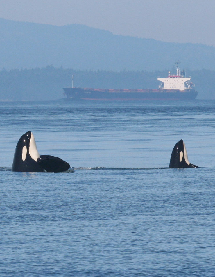 Southern Resident Killer Whale