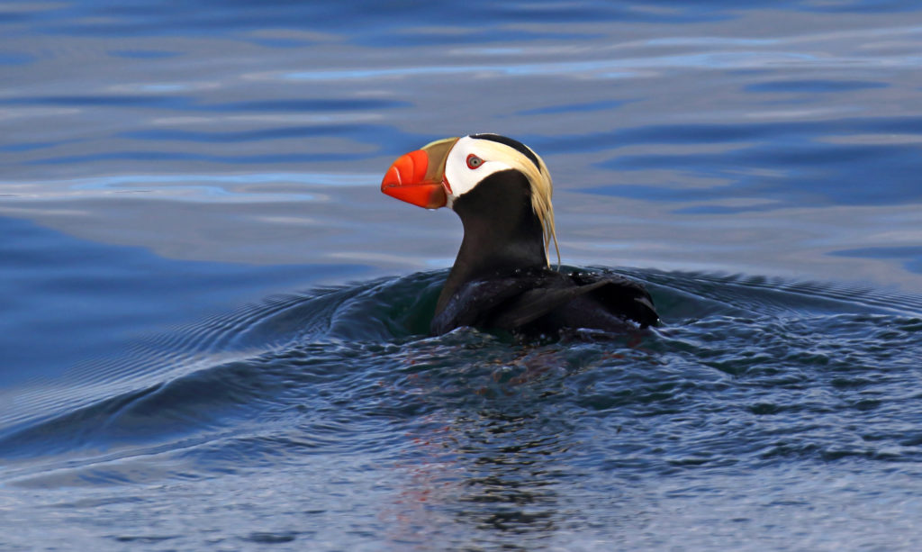 Puffin swimming in the ocean