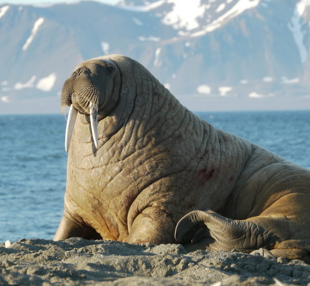 Atlantic walrus sits on rocks with mountains and ocean in the background.