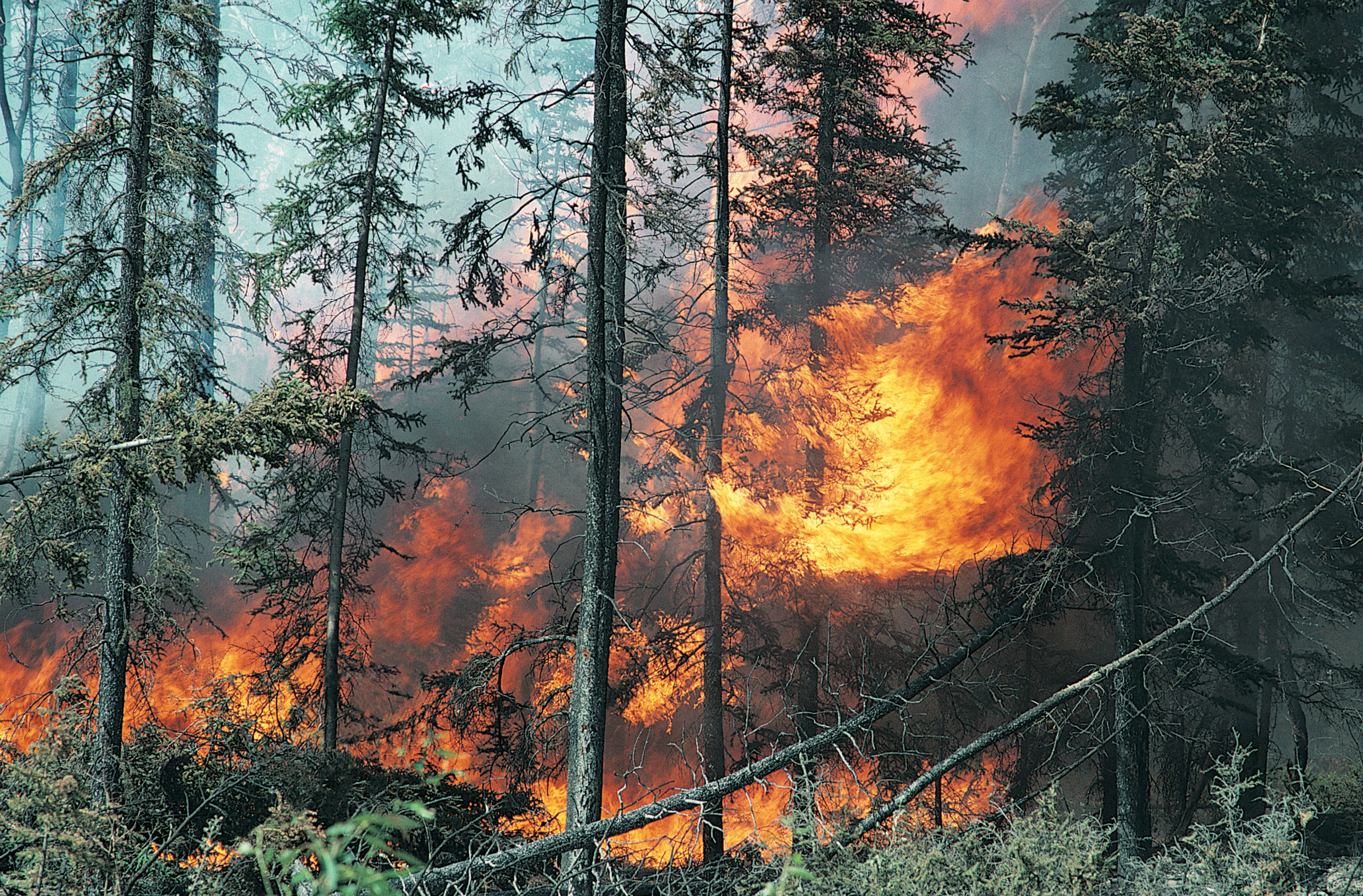 Forest Fire, Yukon, Canada, North America