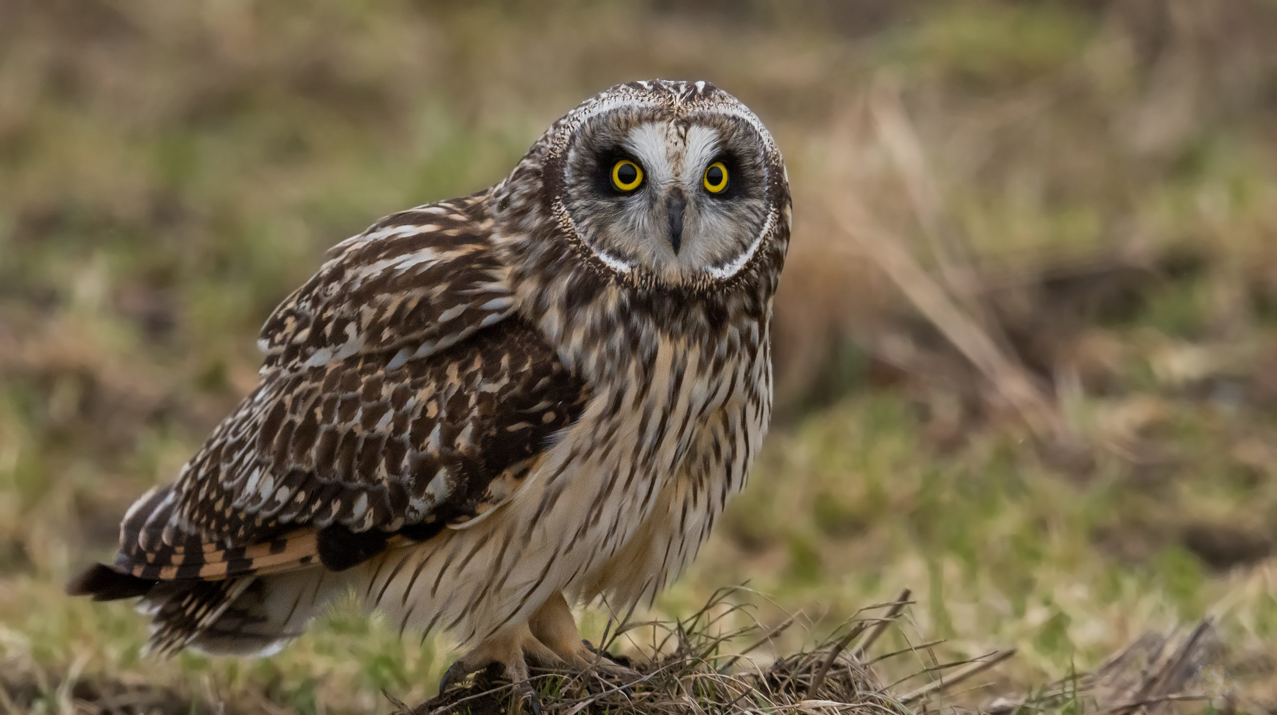 Short-eared Owl