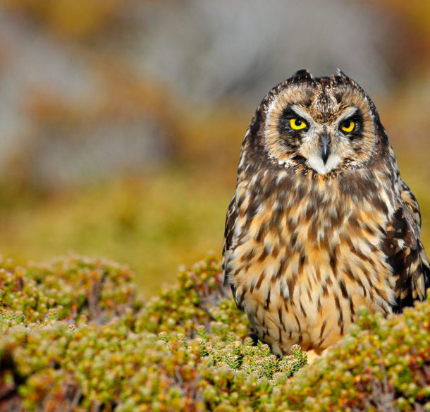 Short-eared Owl