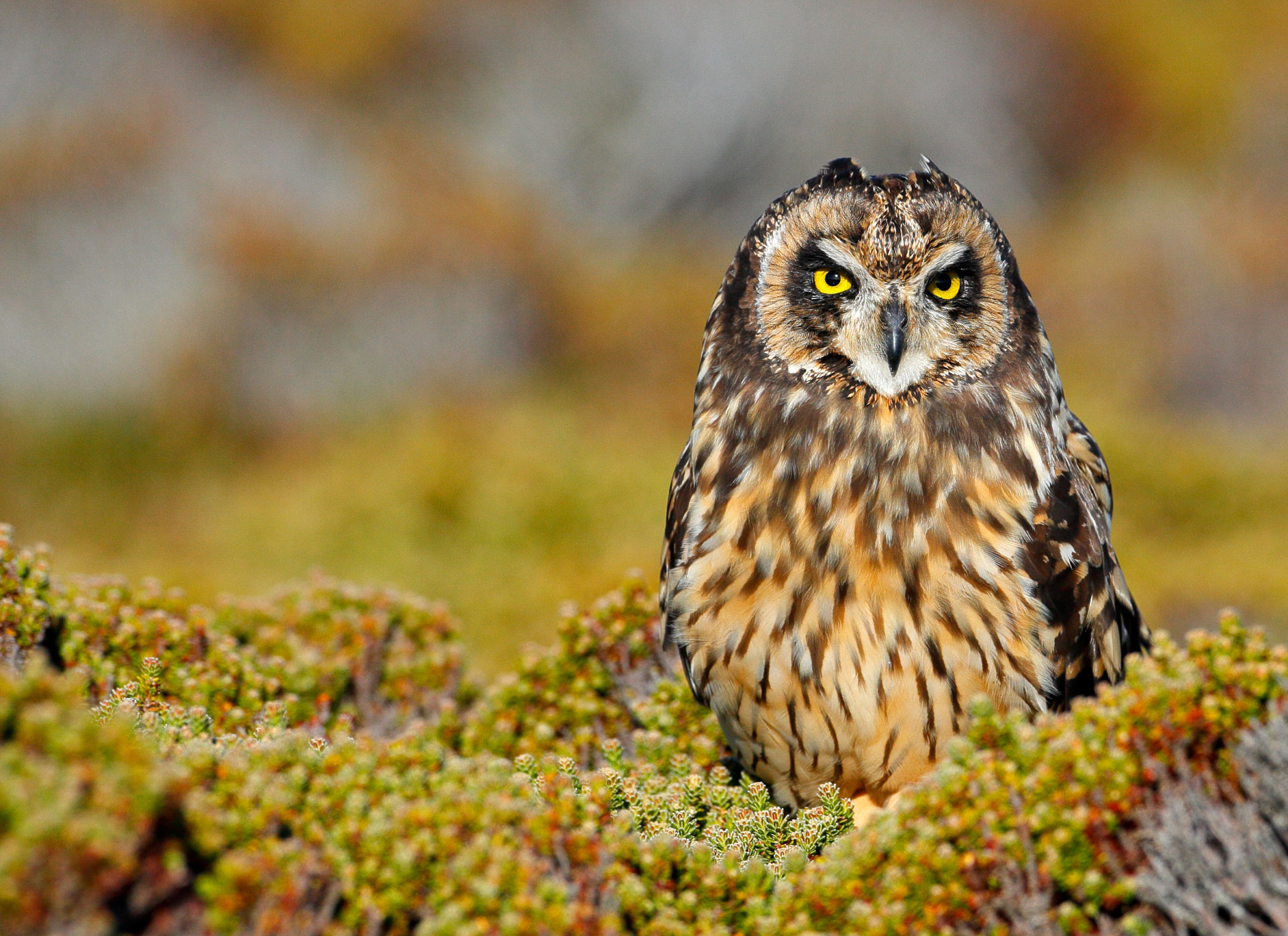 Short-eared Owl