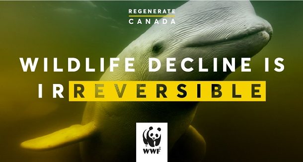 Wildlife decline is reversible