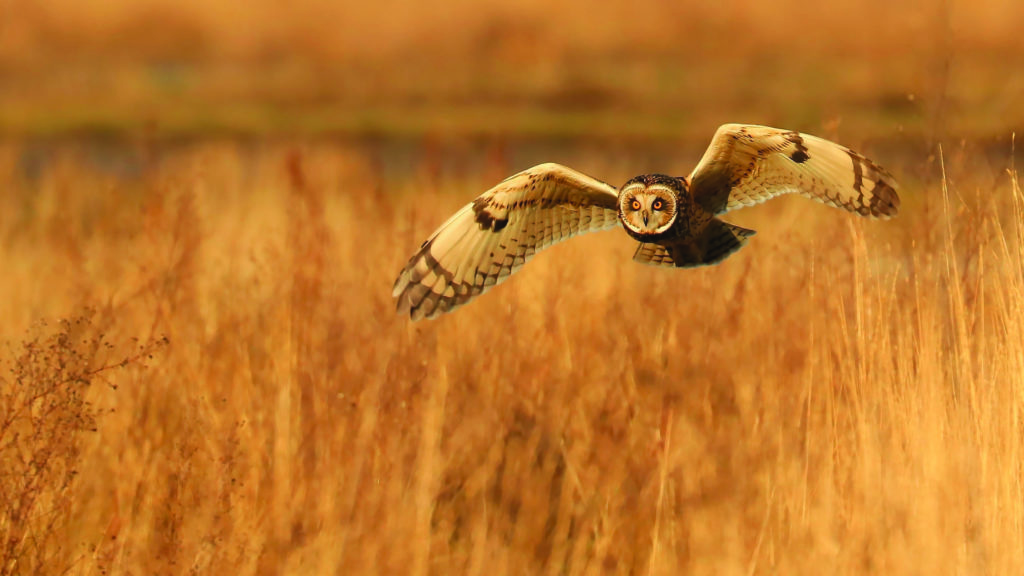 Short Eared Owl/Asio flammeus