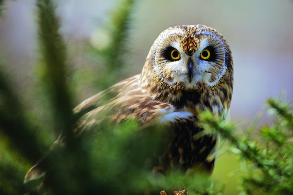 short-eared owl/Le hibou des marais