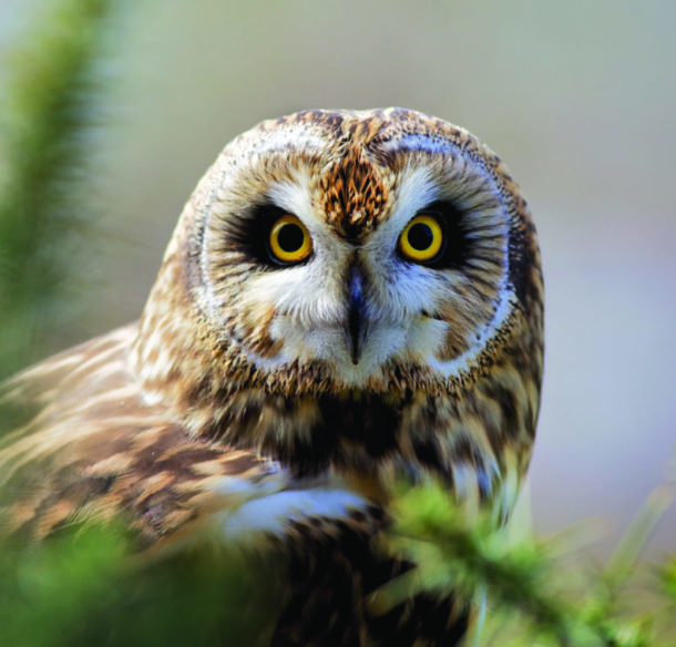 Short-eared owl perches behind pine tree branches.