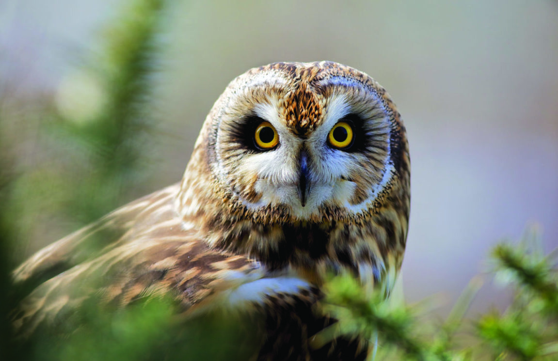 short-eared owl/Le hibou des marais