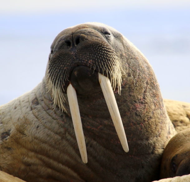 Close up of an Atlantic walrus