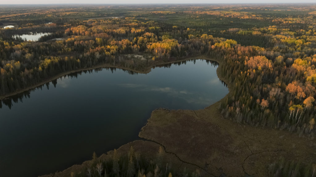 aerial view of forest