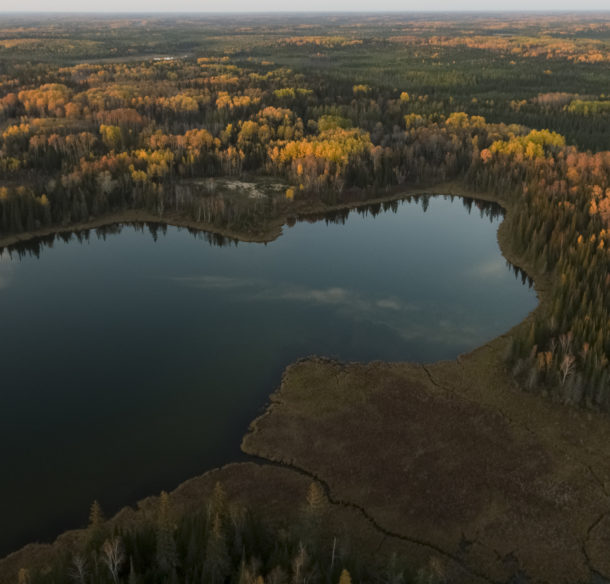 vue aérienne d'une forêt