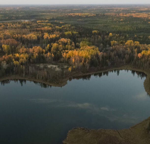 aerial view of forest