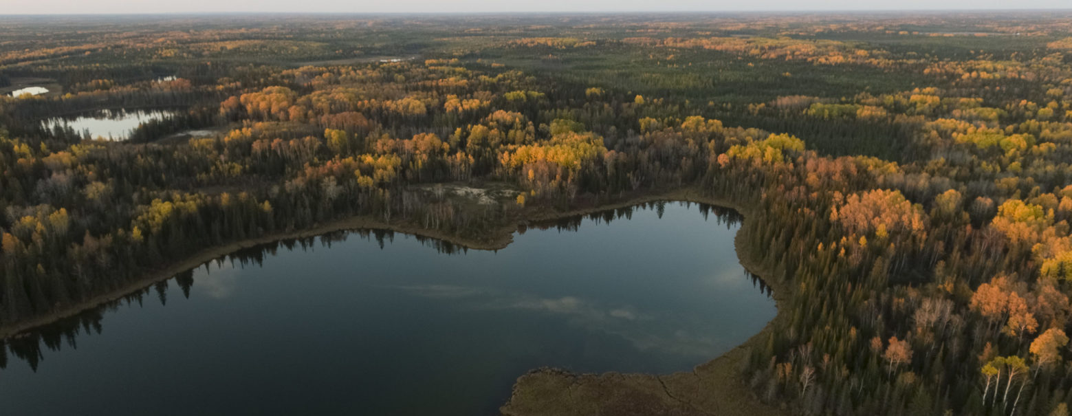 aerial view of forest