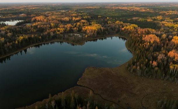 vue aérienne d'une forêt