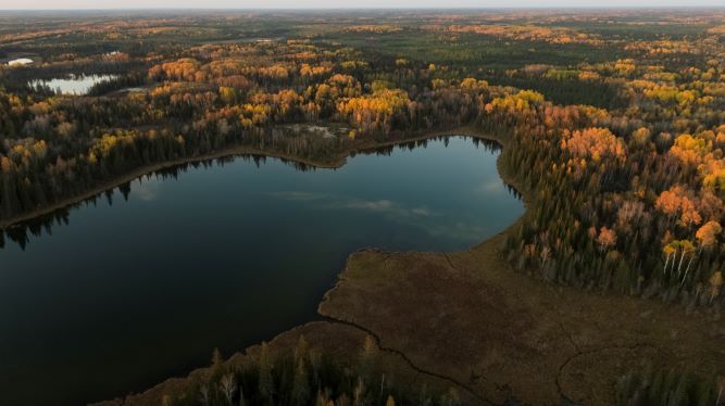vue aérienne d'une forêt