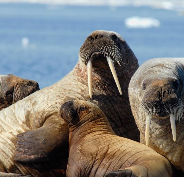 A herd of Atlantic walruses (Odobenus rosmarus rosmarus) in Foxe Basin, Nunavut, Canada