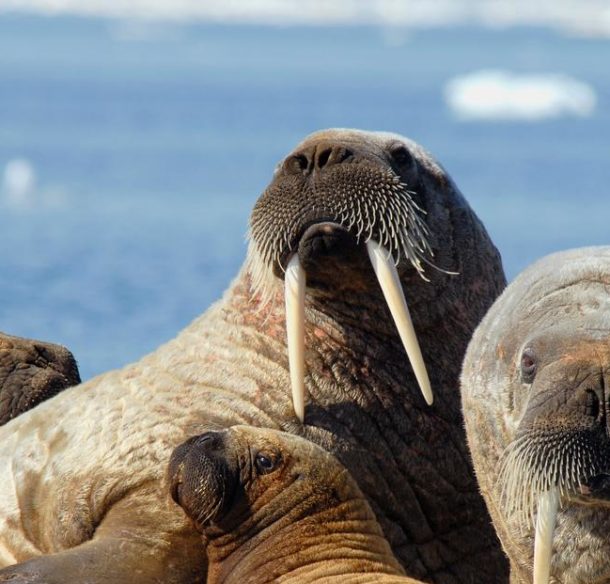 Des morses de l'Atlantique (Odobenus rosmarus rosmarus) à Foxe Basin, Nunavut, Canada