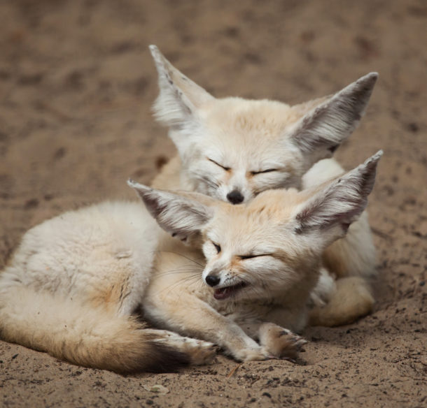 Two fennec foxes