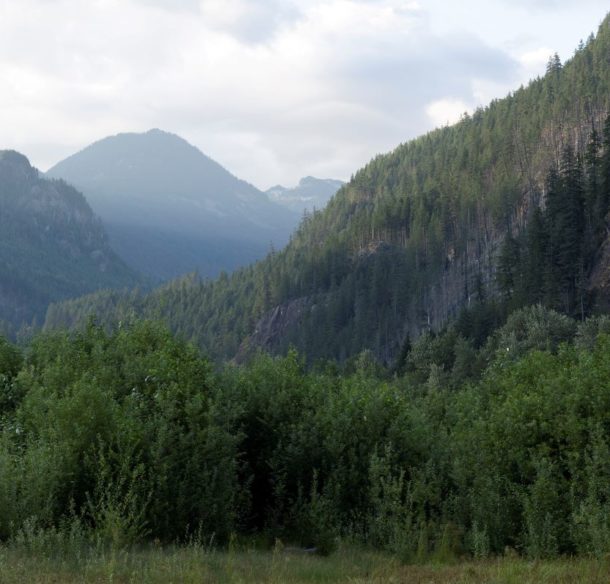 Landscape of mountain and forest