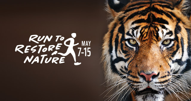 Run to Restore Nature poster with image of a tiger