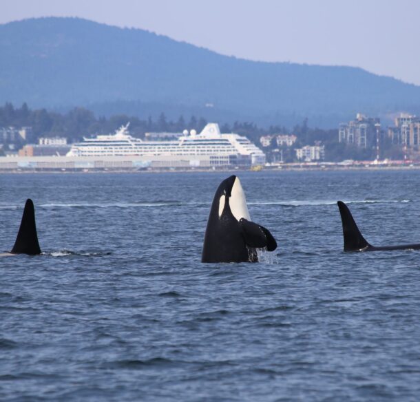 Killer whale off BC coast with large ship in background