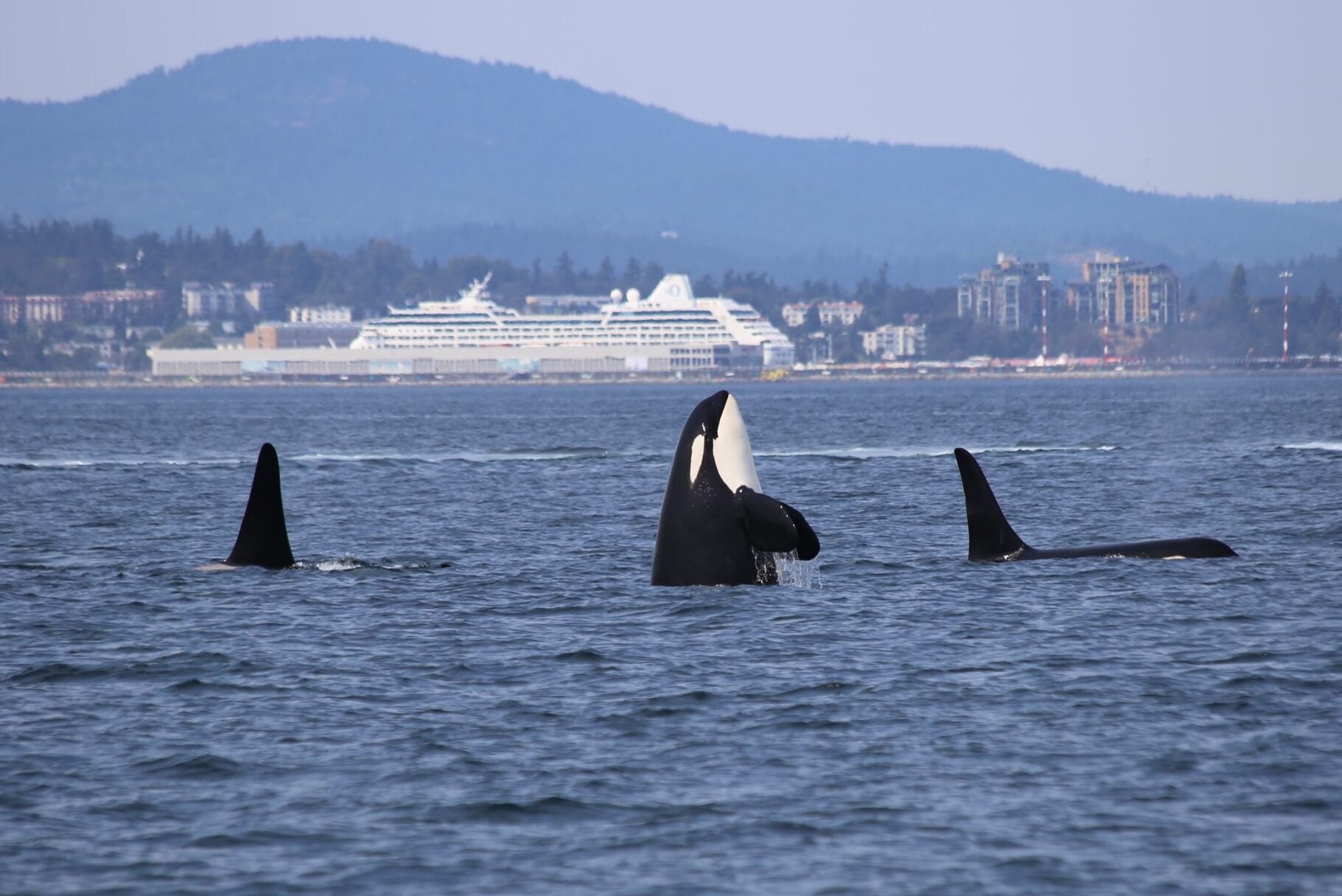 Killer whale off BC coast with large ship in background