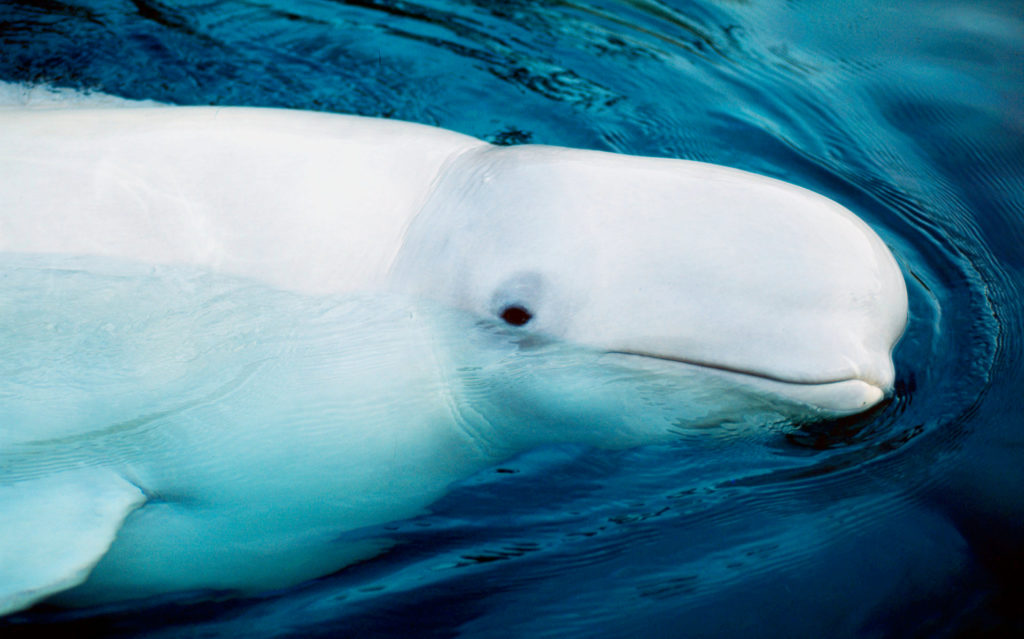 Beluga whale in the Arctic