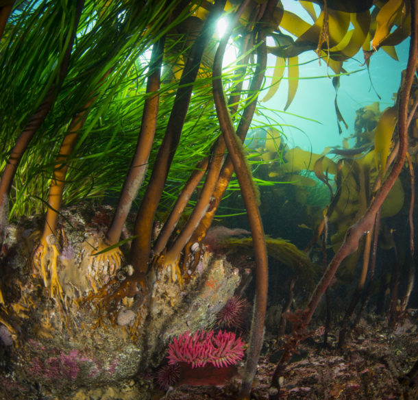 Stalked kelp including Woody stemmed kelp, Pterygophera californica, and Eel Grass in the shallows at Browning Pass.