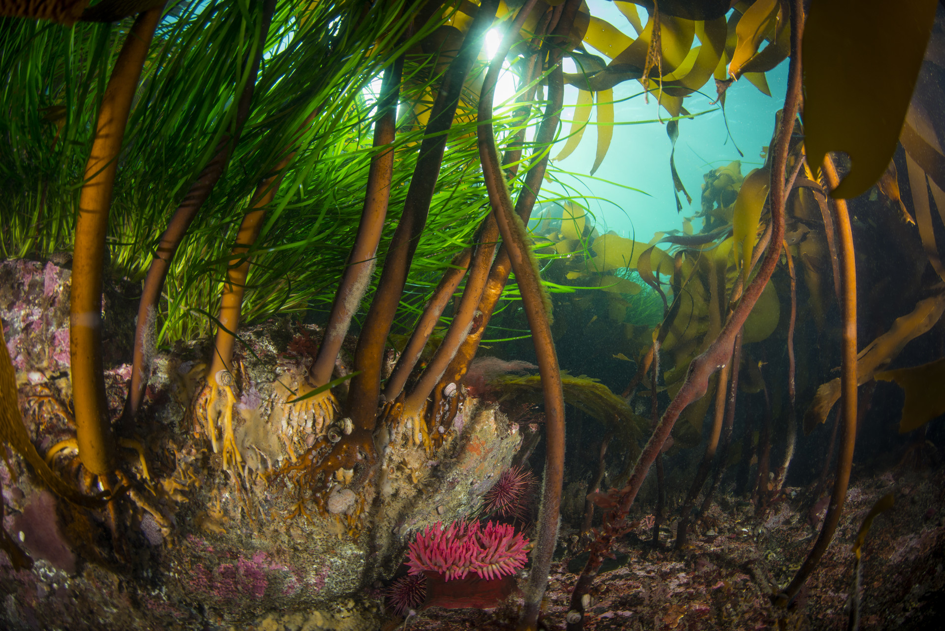 Stalked kelp including Woody stemmed kelp, Pterygophera californica, and Eel Grass in the shallows at Browning Pass.