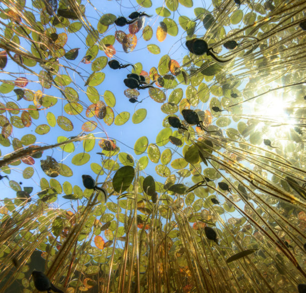 Looking up at western toad tadpoles, Anaxyrus boreas, swimming in a school though masses of water shield plants.