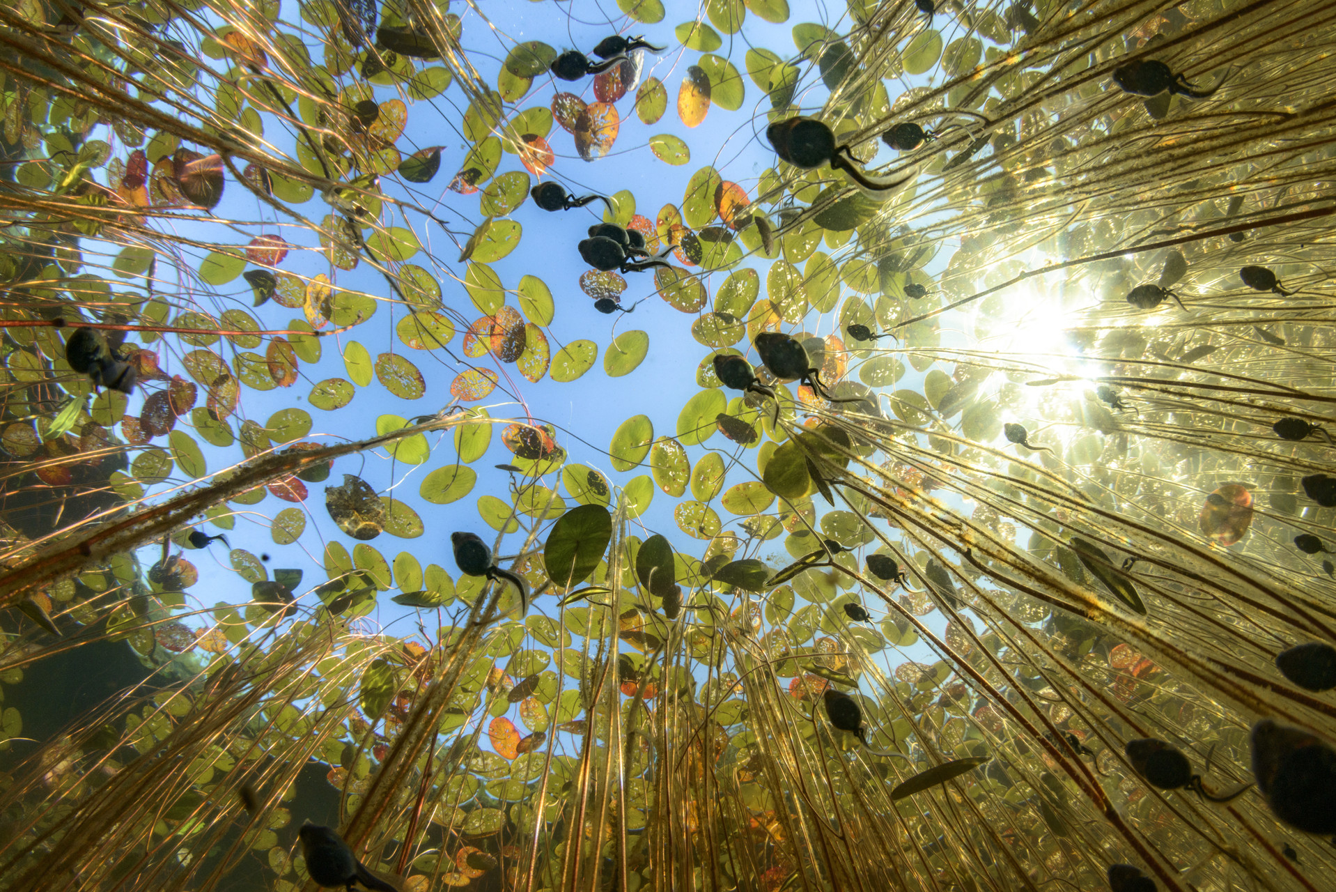 Looking up at western toad tadpoles, Anaxyrus boreas, swimming in a school though masses of water shield plants.