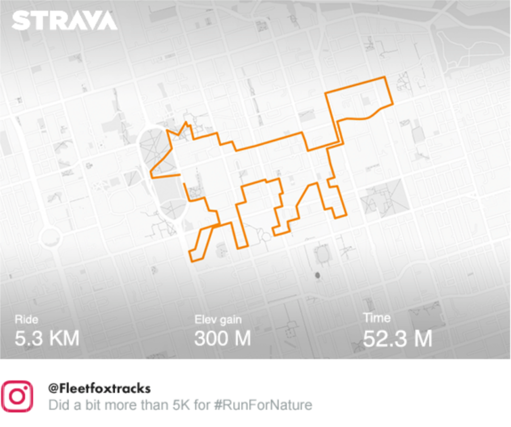 fox-shaped run route