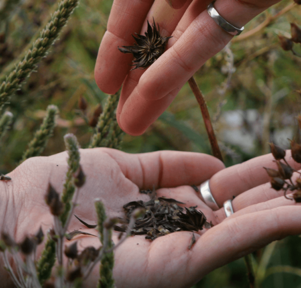 Purple coneflower seeds