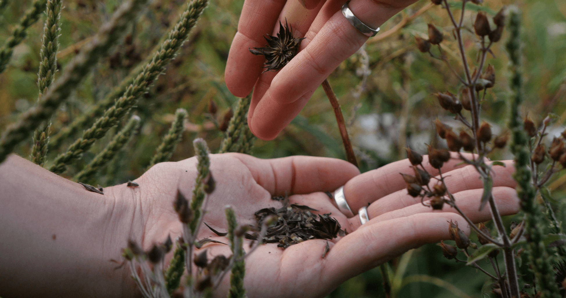 Purple coneflower seeds